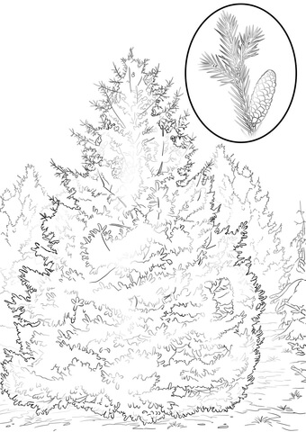 White Spruce Coloring Page